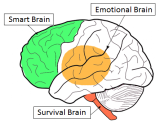 Understanding Your Brain